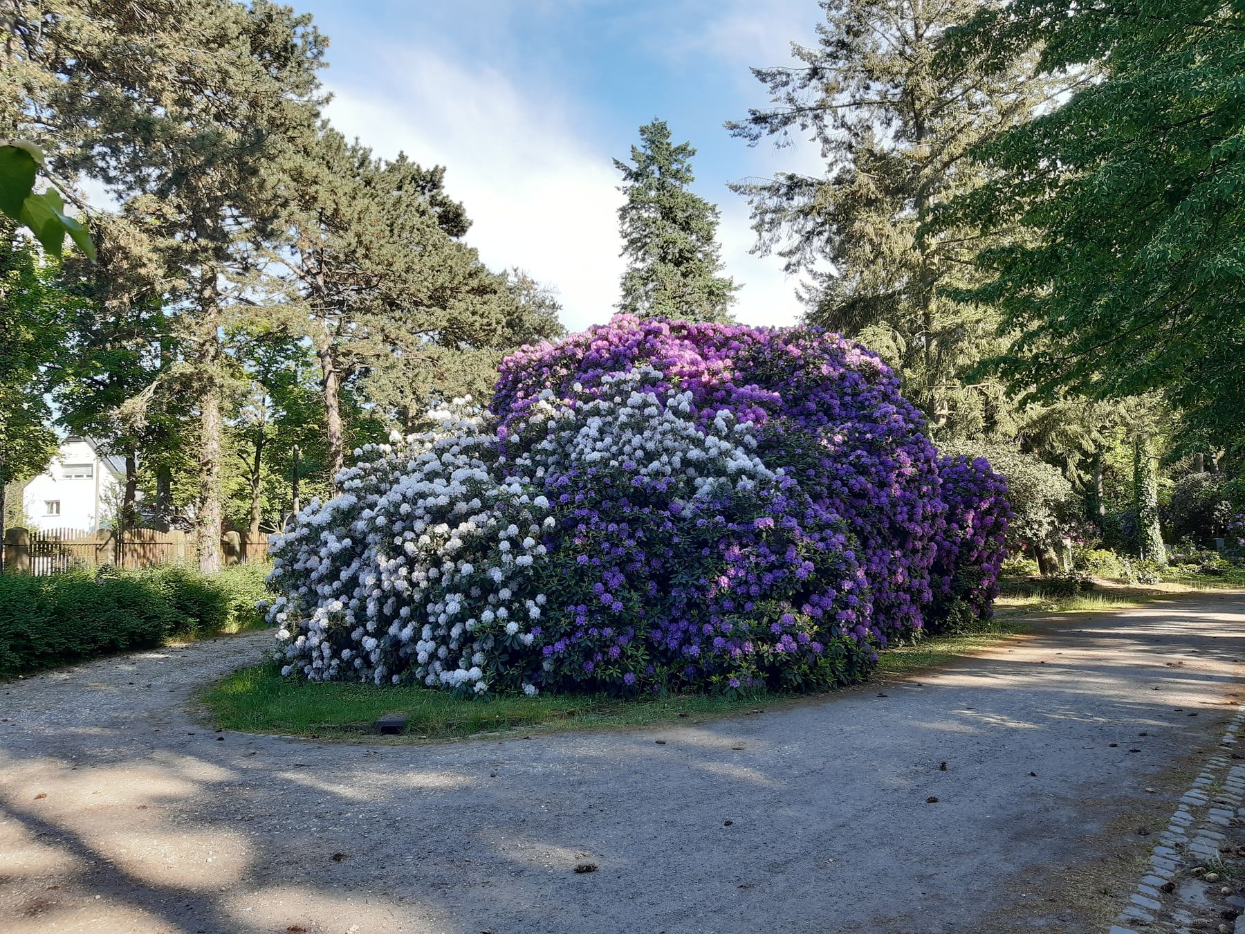 Violett-weiß blühender Rhododendron an einem sonnigen Friedhofsweg auf Südfriedhof Leipzig